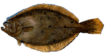 Fluke