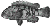Tautog