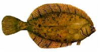 Winter Flounder