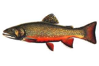 Brook Trout