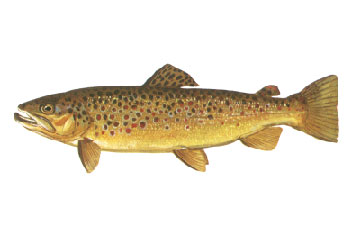 Brown Trout