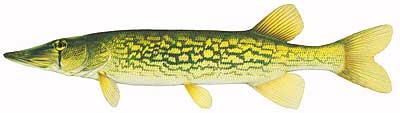 Chain Pickerel
