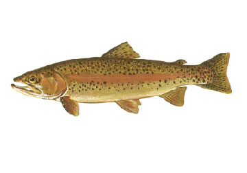 Rainbow Trout