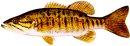 Smallmouth Bass